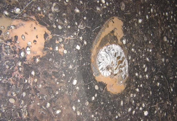 Metamarble Pietra Di Erfoud Marble slab