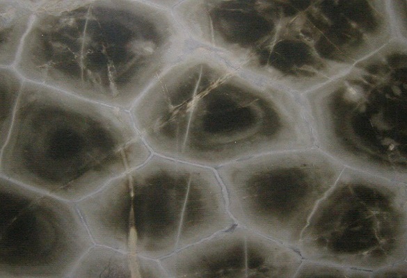 Metamarble Turtle Quartzite slab